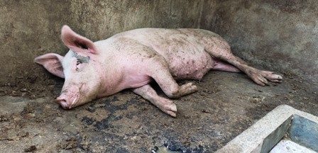 Banyak ternak babi mati mendadak di Kabupaten Gianyar