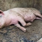 Banyak ternak babi mati mendadak di Kabupaten Gianyar