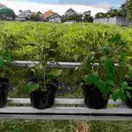 IMG-20201122-WA0007_compress87