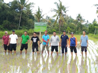 94_hazton-inovasi-distan-buleleng-tingkatkan-produksi-padi