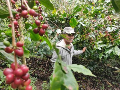 10_perjalanan-kopi-organik-wayan-inwan-terkenal-hingga-benua-eropa-dan-amerika
