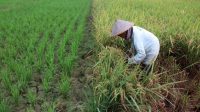 Target-Luas-Tanam-Padi-Di-Kalimantan-Barat-200225-jw-4