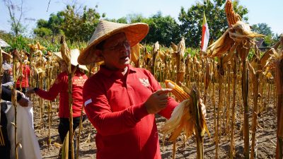 Panen jagung goak poleng di Hutan Kota Singaraja, Banyuasri.