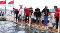 Penebaran 10 ribu benih ikan nila di kawasan wisata The Rusa by The Lake, Ulun Danu Beratan.