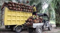 Sawit, energi fosil, dan fakta emisi yang terabaikan