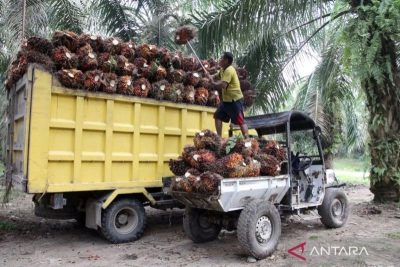 Sawit, energi fosil, dan fakta emisi yang terabaikan