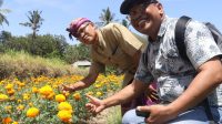 1000979715 Akademisi Undiksha ciptakan pupuk dan pestisida nabati