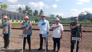 Wabup Agung Mayun Hadiri Penanaman Jagung