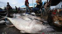 tuna-aceh Saatnya membuka potensi laut untuk ekonomi Indonesia