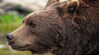 brown-bear-8164838_1280-min Jepang izinkan polisi tembak beruang karena serangan meningkat