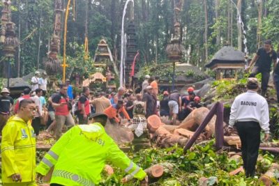 Polisi: Pemandu wisata meninggal tertimpa pohon di Objek Wisata Sangeh