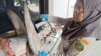 Karantina Banyuwangi gagalkan pengiriman 120 kg daging hiu