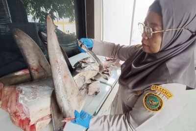 Karantina Banyuwangi gagalkan pengiriman 120 kg daging hiu