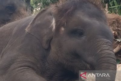 BKSDA Bali minta lembaga konservasi lindungi kesejahteraan gajah