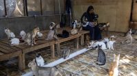 Salmiati si penyelamat kucing di tengah terjangan banjir bandang
