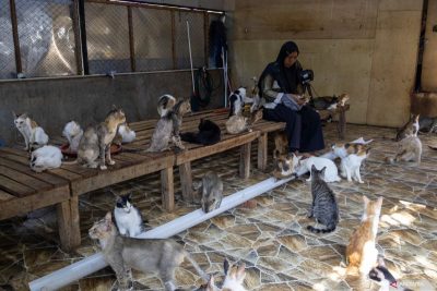 Salmiati si penyelamat kucing di tengah terjangan banjir bandang