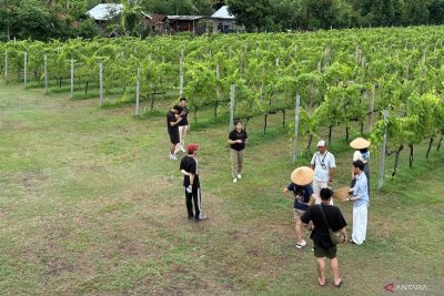 Kebun Anggur