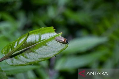 Kebun Raya Bali Dorong Edukasi Konservasi Lewat Eksplorasi Kunang-Kunang