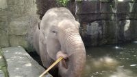 Bali Zoo Setop Program Gajah Tunggang Ikuti SE Kemenhut