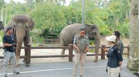 BKSDA Bali Pantau Mason Elephant Park hingga Aktivitas Gajah Tunggang Dihentikan