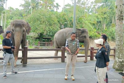 BKSDA Bali Pantau Mason Elephant Park hingga Aktivitas Gajah Tunggang Dihentikan