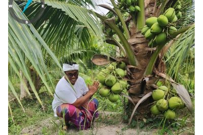 Pemprov Bali Tanam 17 Ribu Kelapa Genjah, Perkuat Pasokan Bahan Baku Petani Arak