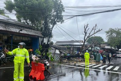 Pohon Tumbang Timpa Mobil di Sunset Road, Petugas Bergerak Cepat