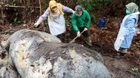 Polisi Temukan Proyektil di Lokasi Kematian Gajah Tanpa Gading di Pelalawan