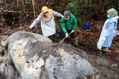 Polisi Temukan Proyektil di Lokasi Kematian Gajah Tanpa Gading di Pelalawan