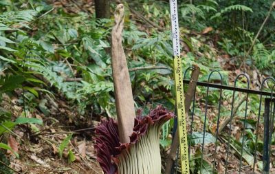 Bunga Bangkai Raksasa Amorphophallus Titanum Mekar di Kebun Raya Bogor
