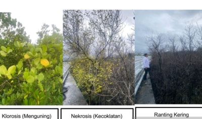 Peneliti Temukan Logam Berat dan Minyak Picu Kematian Mangrove di Benoa