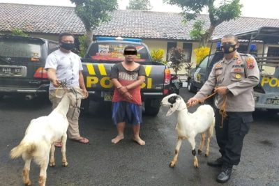 Buronan Setahun Pencuri Kambing di Gowa Dibekuk Polisi