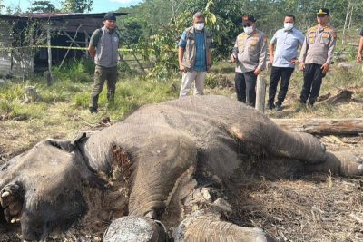 Polda Riau Tetapkan Tersangka Pemilik Lahan di Kawasan TN Tesso Nilo