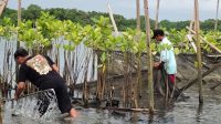 Pertamina Lakukan Rehabilitasi Mangrove di Kawasan Benoa Bali