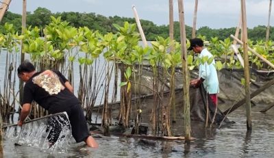 Pertamina Lakukan Rehabilitasi Mangrove di Kawasan Benoa Bali