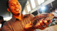 BRIN ungkap potensi ikan gabus untuk jadi "superfood" lokal Indonesia