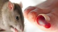 Ketahui penularan utama virus hanta dari tikus ke manusia