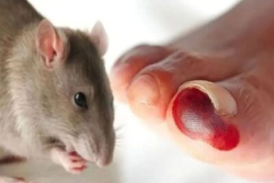 Ketahui penularan utama virus hanta dari tikus ke manusia