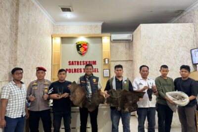 Polisi dalami perdagangan sisik trenggiling di Tapanuli Selatan