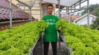 1001050363 Membangun kemandirian pangan dari loteng sempit
