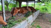 Sapi Bali