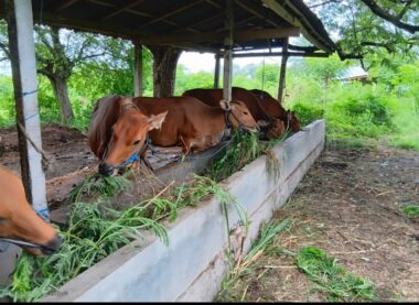 Sapi Bali