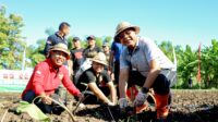 706079400_1451440563696030_7498402485644192613_n Perkuat Ketahanan Pangan, Bupati Sutjidra Kembangkan Demplot Padi Sudaji dan Sorgum di Eks Hutan Kota