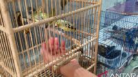 IMG-20260526-WA0003 BKSDA Bali lepas liarkan elang dilindungi dan 21 burung hasil sitaan