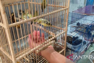 BKSDA Bali lepas liarkan elang dilindungi dan 21 burung hasil sitaan