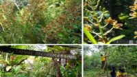 Membaca biodiversitas Nusantara sebelum hilang