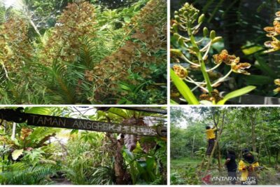 Membaca biodiversitas Nusantara sebelum hilang