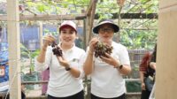 Ketua TP PKK Antari Jaya Negara Dorong Urban Farming dan Agrowisata Berkualitas