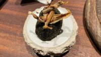 WhatsApp-Image-2026-05-26-at-7.56.18-PM Menyantap sajian artistik perpaduan Jepang-Italia di RIN Culinary Art