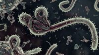 ebola Ebola kembali meningkat, kita perlu waspada